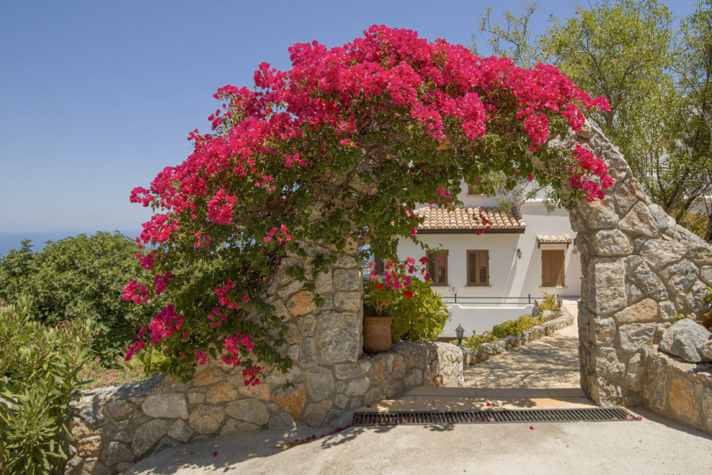 Bougainvillea  una splendida pianta rampicante per giardino colorato